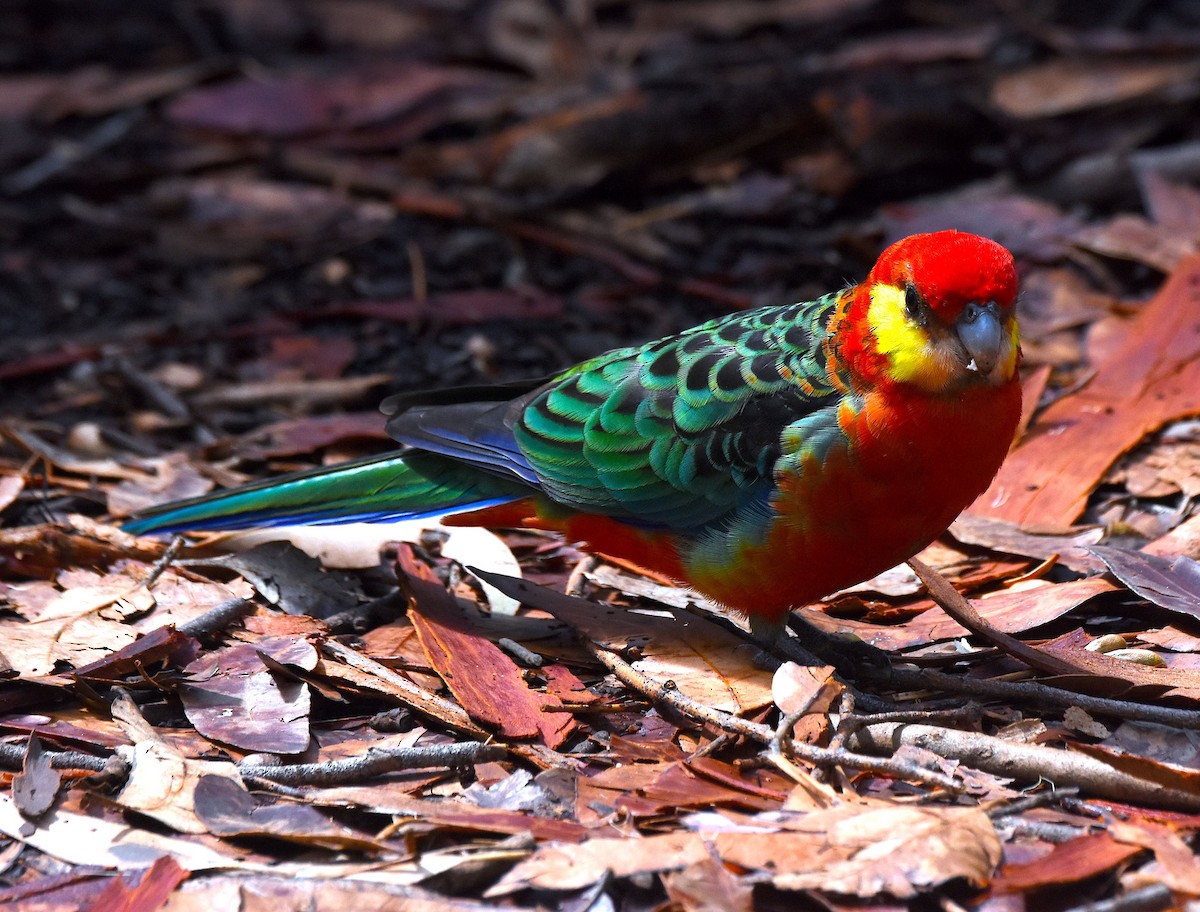 Western Rosella - Peter Valentine