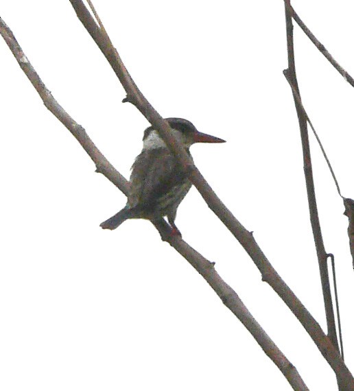 Striped Kingfisher - Tony King