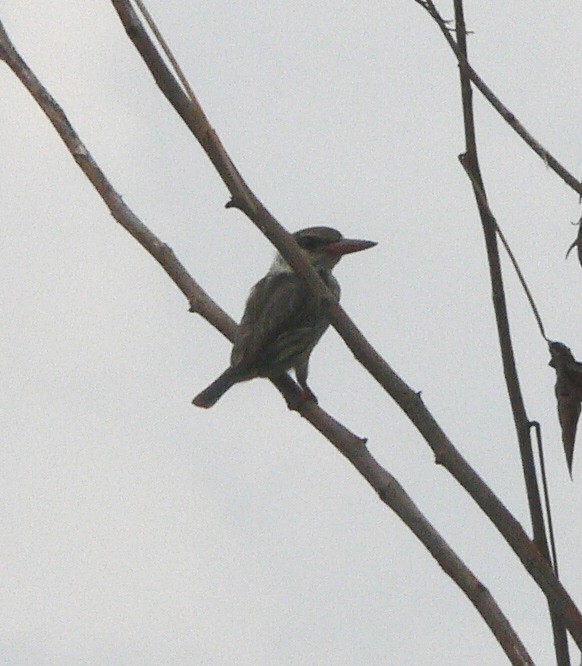 Striped Kingfisher - ML216465741