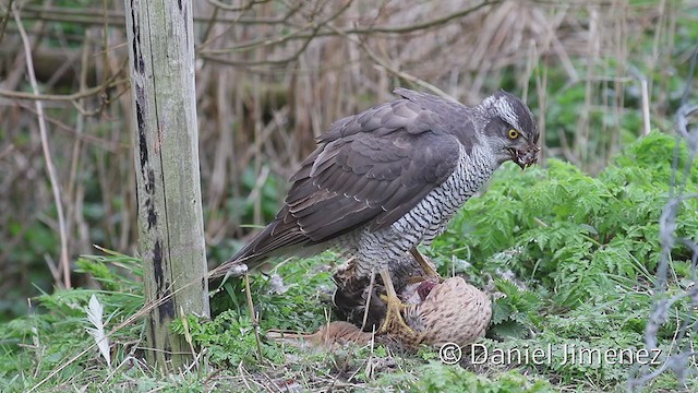 Eurasian Goshawk - ML216466261