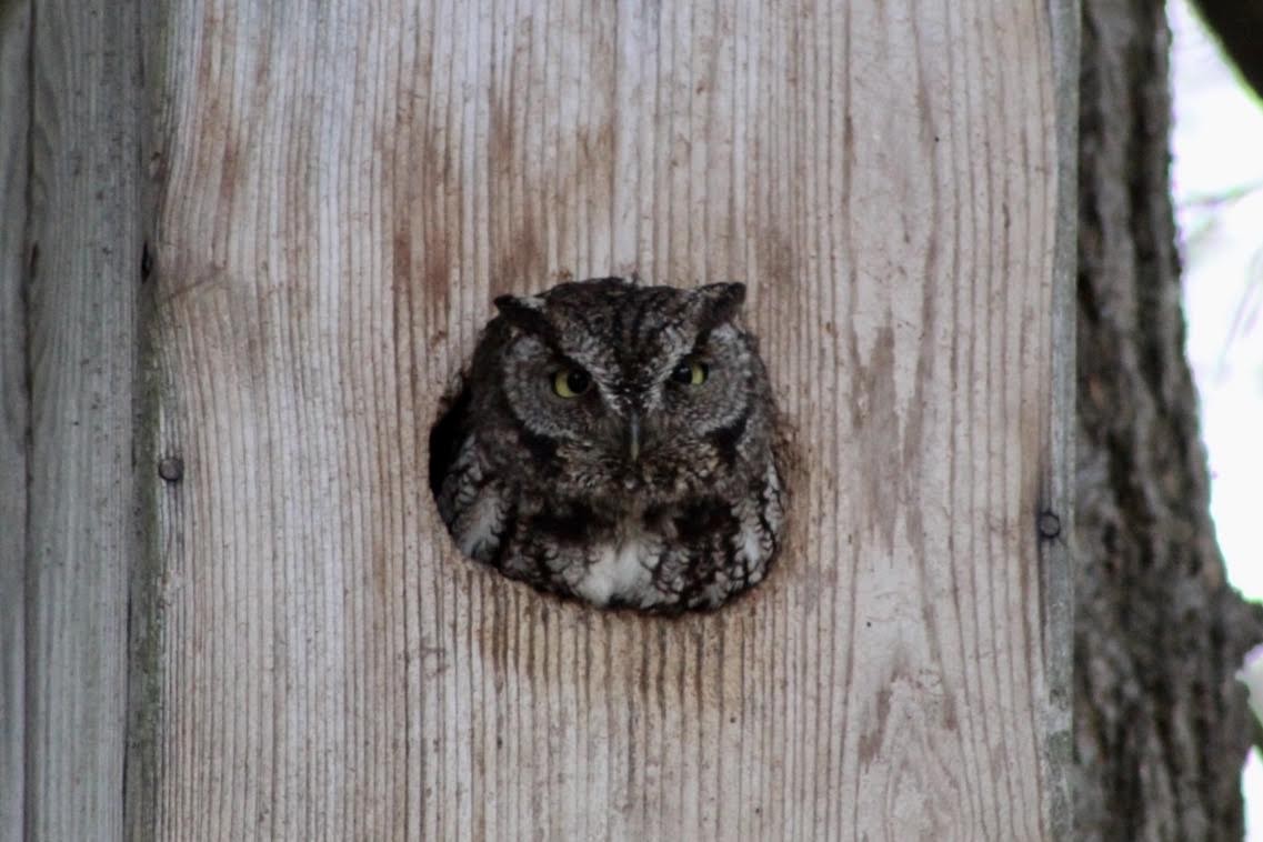 Western Screech-Owl - ML216466621