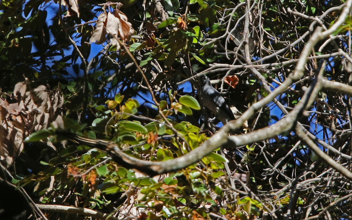 Indochinese Cuckooshrike - ML216467651
