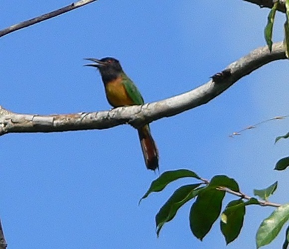 Black-headed Bee-eater - Tony King