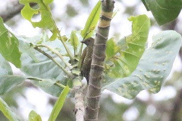 Buff-spotted Woodpecker - ML21646831