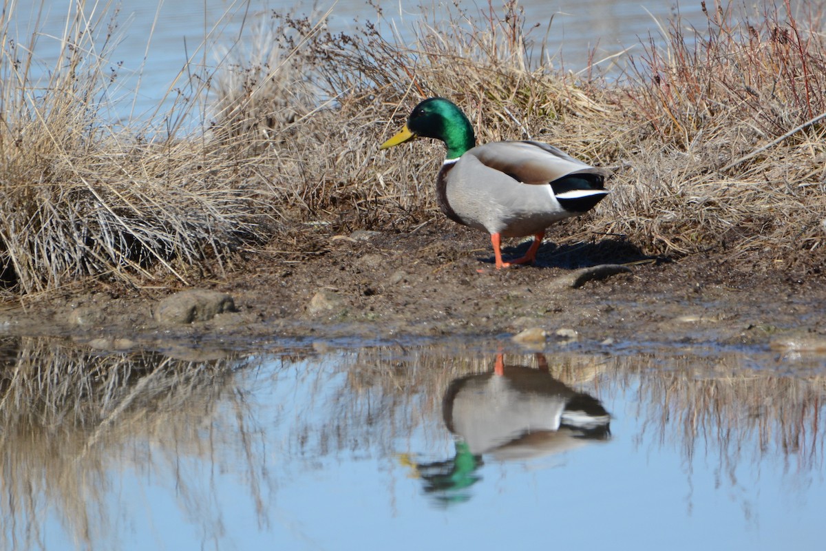 Mallard - ML216469031