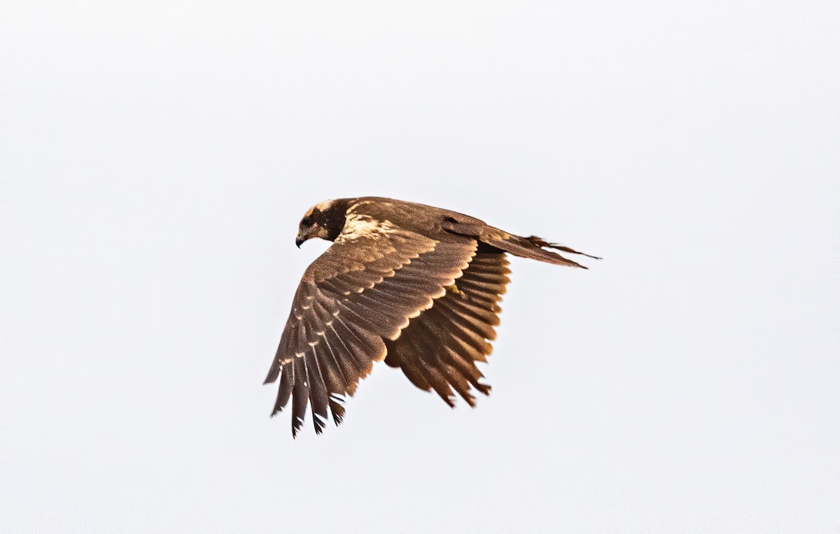 Western Marsh Harrier - ML216472431