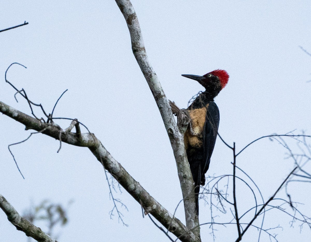 White-bellied Woodpecker - Wilbur Goh