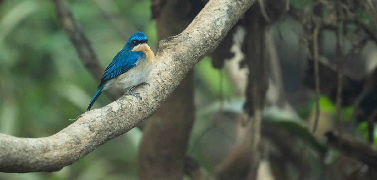 Malaysian Blue Flycatcher - ML216473641