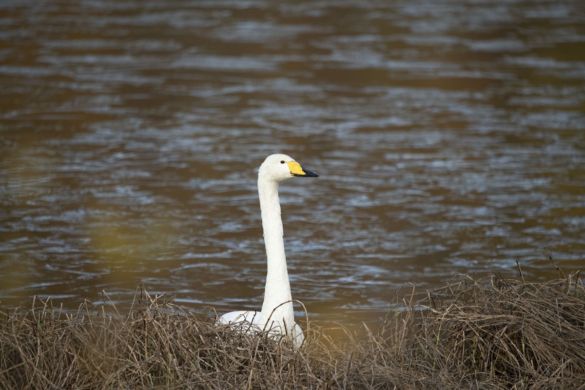 Whooper Swan - ML216473651