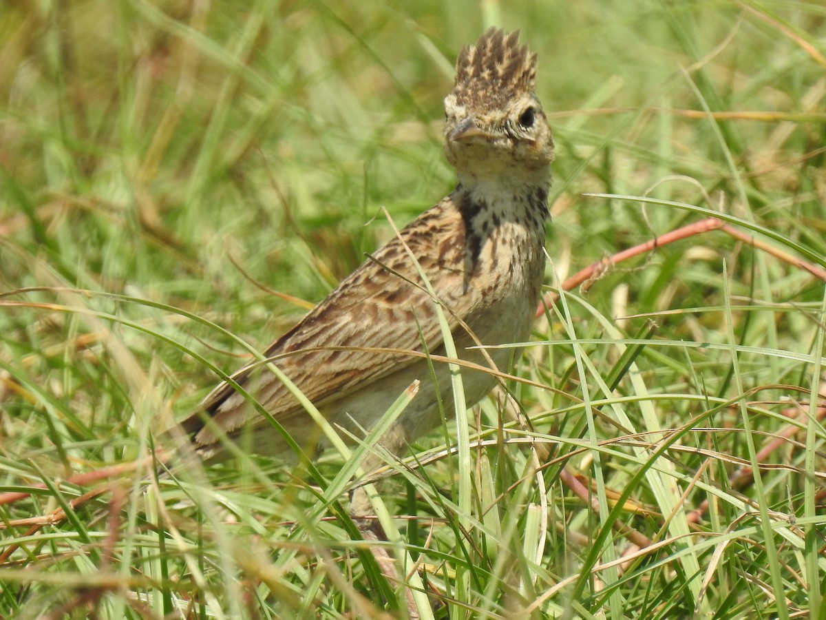 Oriental Skylark - ML216474291