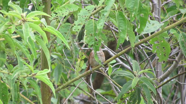 Chestnut-backed Thornbird - ML216474911