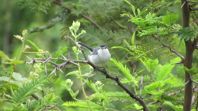 Marañon Gnatcatcher - ML216475331