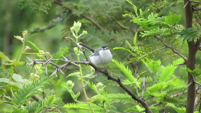 Tropical Gnatcatcher (Marañon) - ML216475331