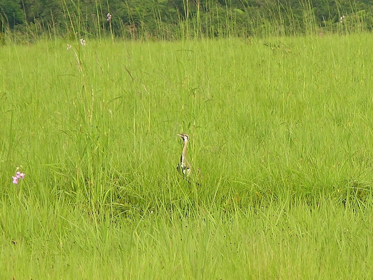 Black-bellied Bustard - ML216477551