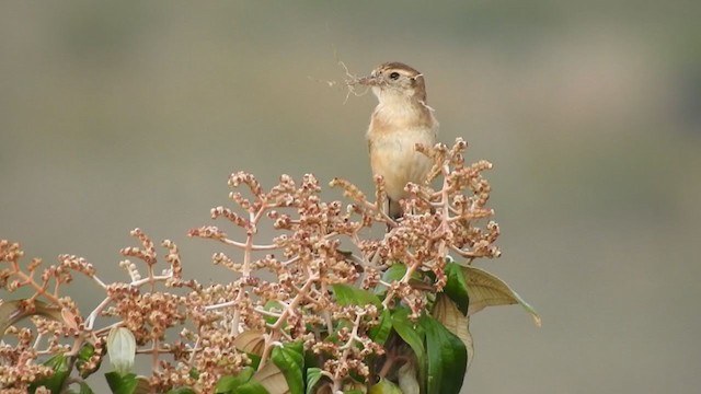 Cock-tailed Tyrant - ML216477851