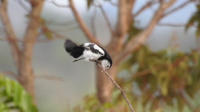 Cock-tailed Tyrant - ML216478041