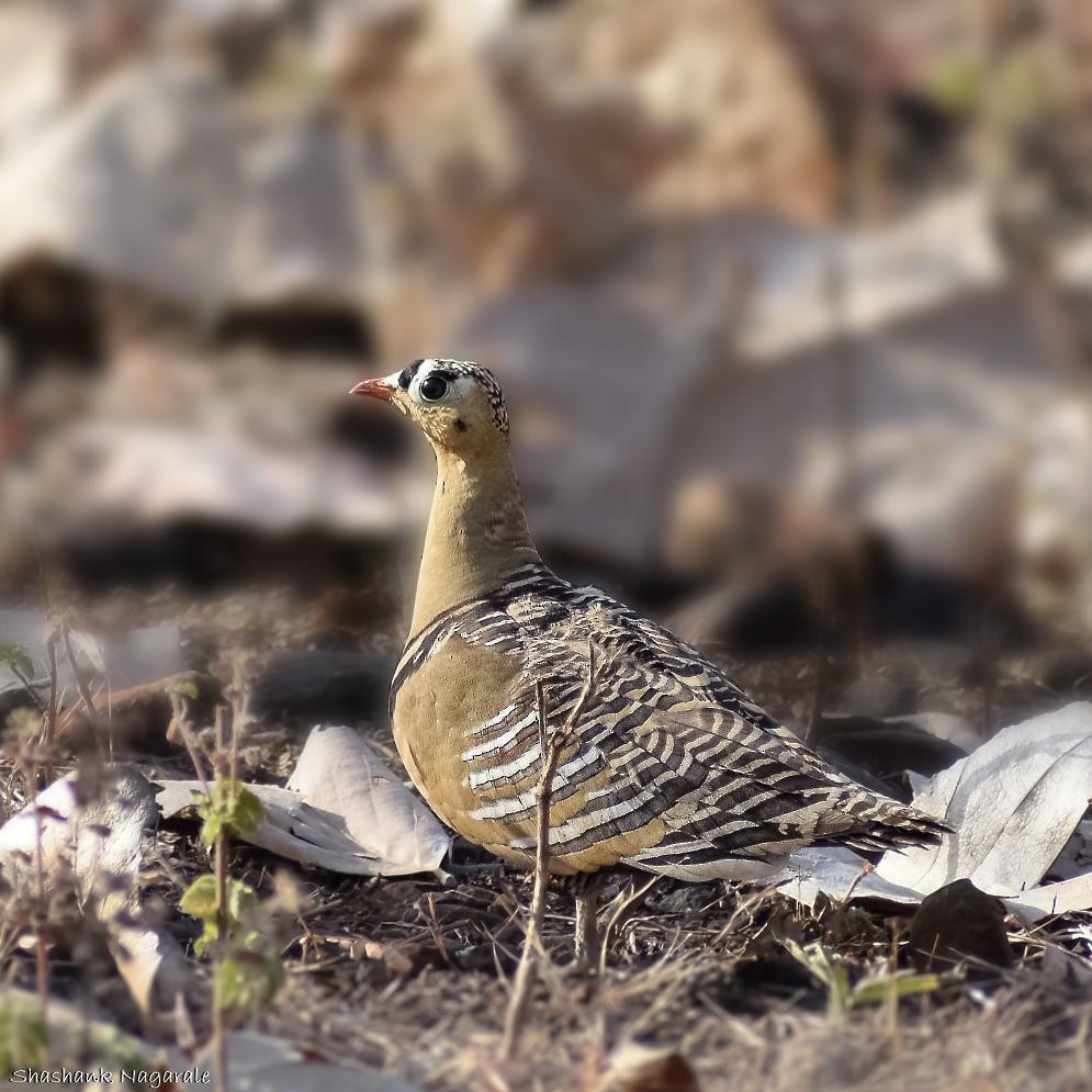 Painted Sandgrouse - ML216478181