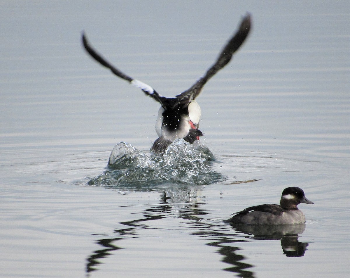 Bufflehead - ML216479681