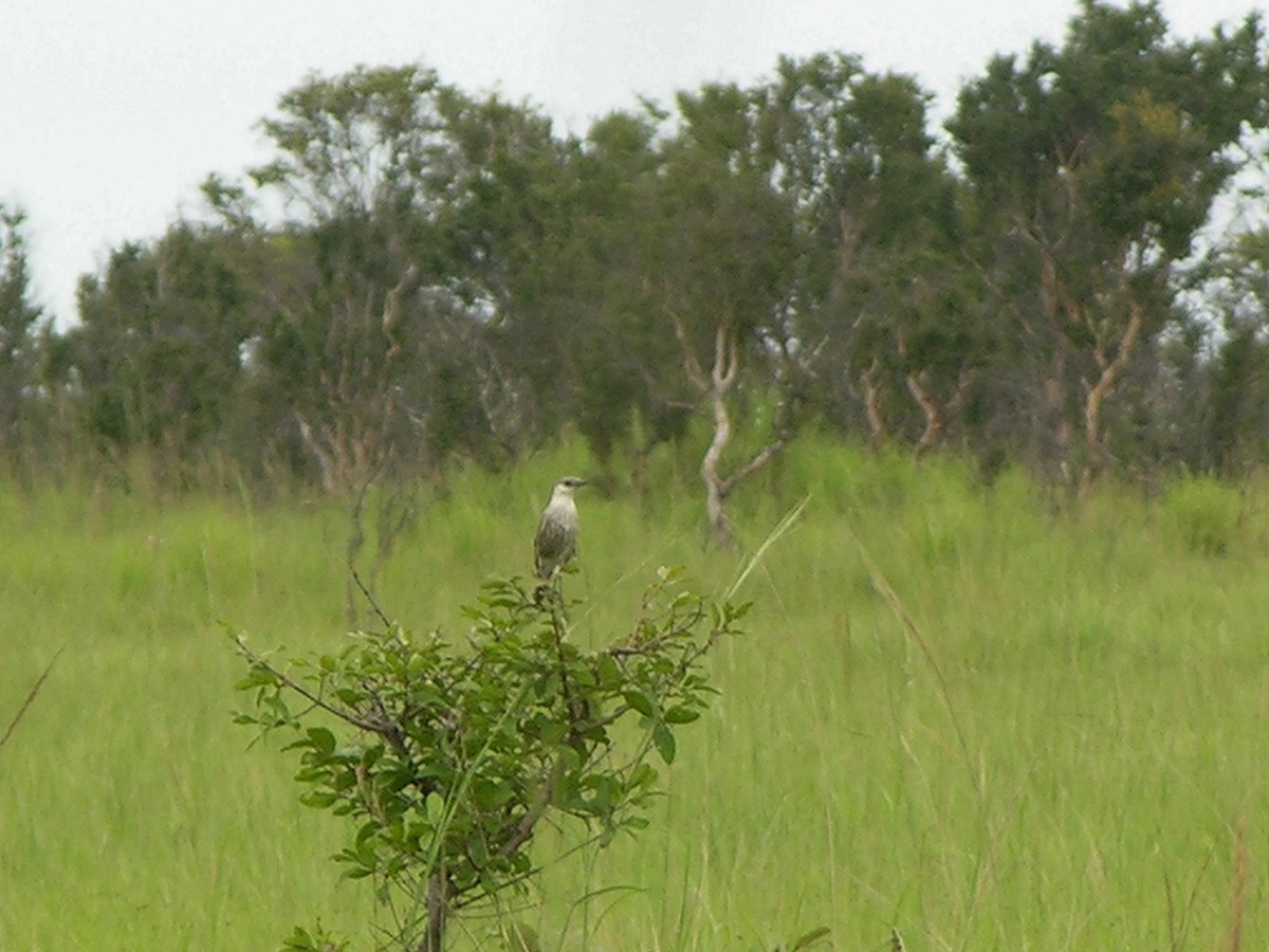 Zorzal Hormiguero del Congo - ML216479941