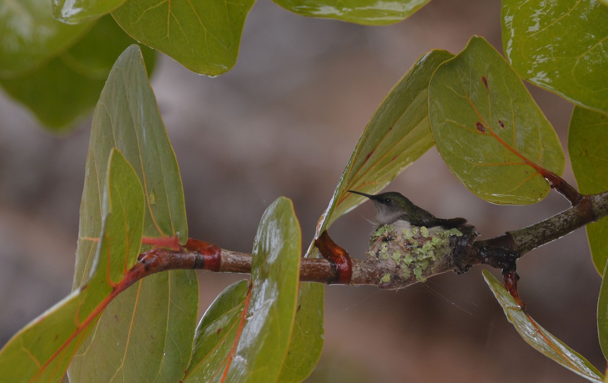 Vervain Hummingbird - ML216480151