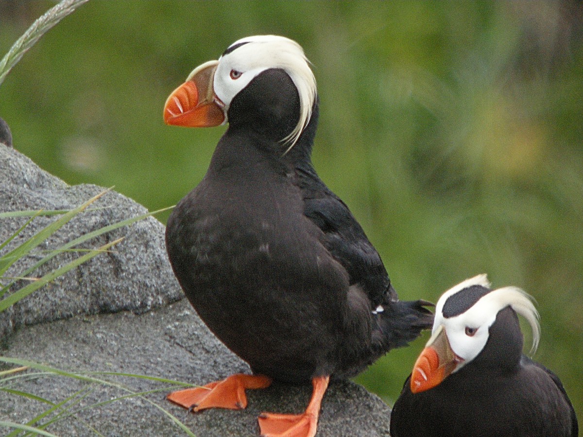 Tufted Puffin - ML216480761