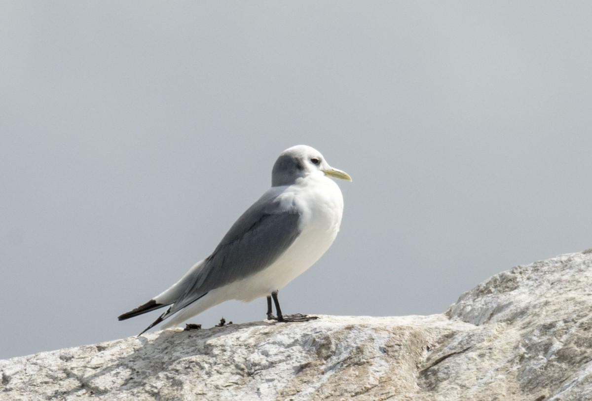 Black-legged Kittiwake - ML216480871