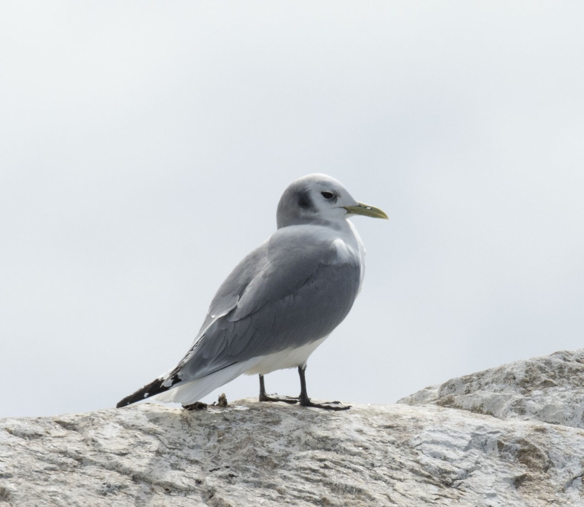 Black-legged Kittiwake - ML216480881