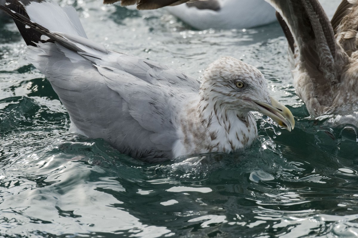 Gaviota Argéntea - ML216480981