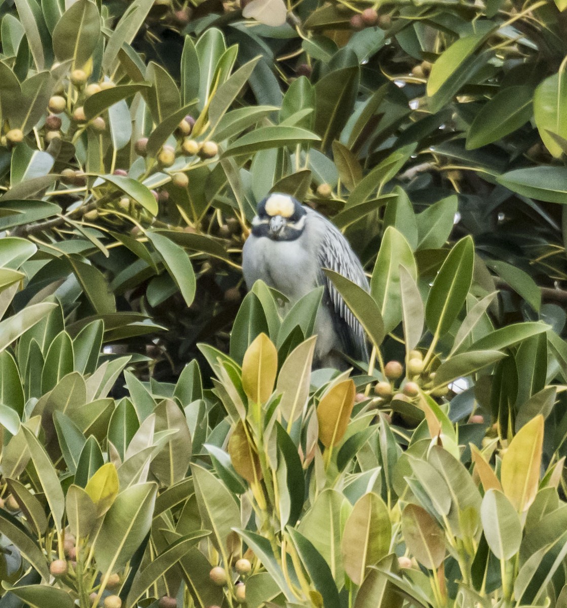 Yellow-crowned Night Heron - ML216481341