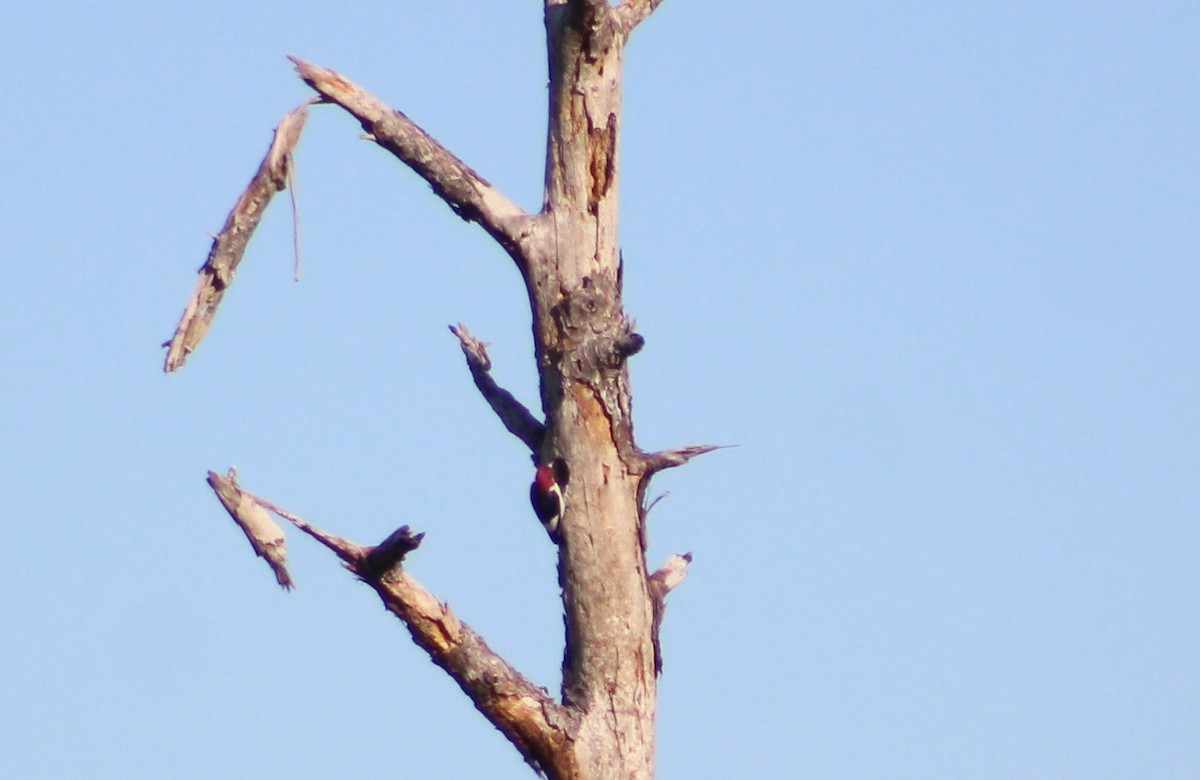 Red-headed Woodpecker - ML216481491