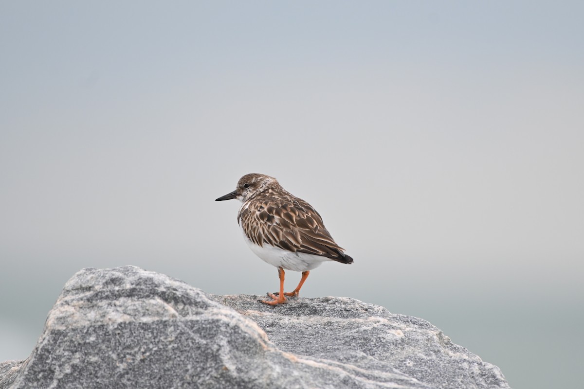 Ruddy Turnstone - Mollie Ficker