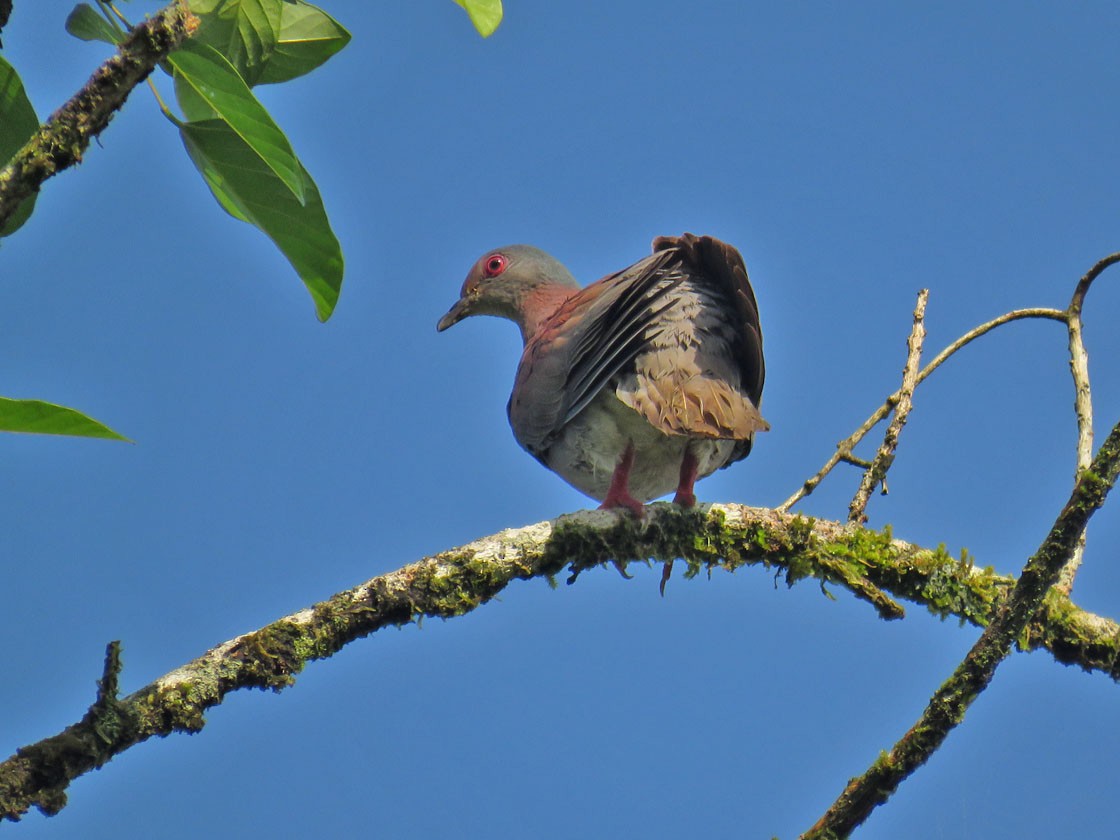 Pale-vented Pigeon - ML216484611