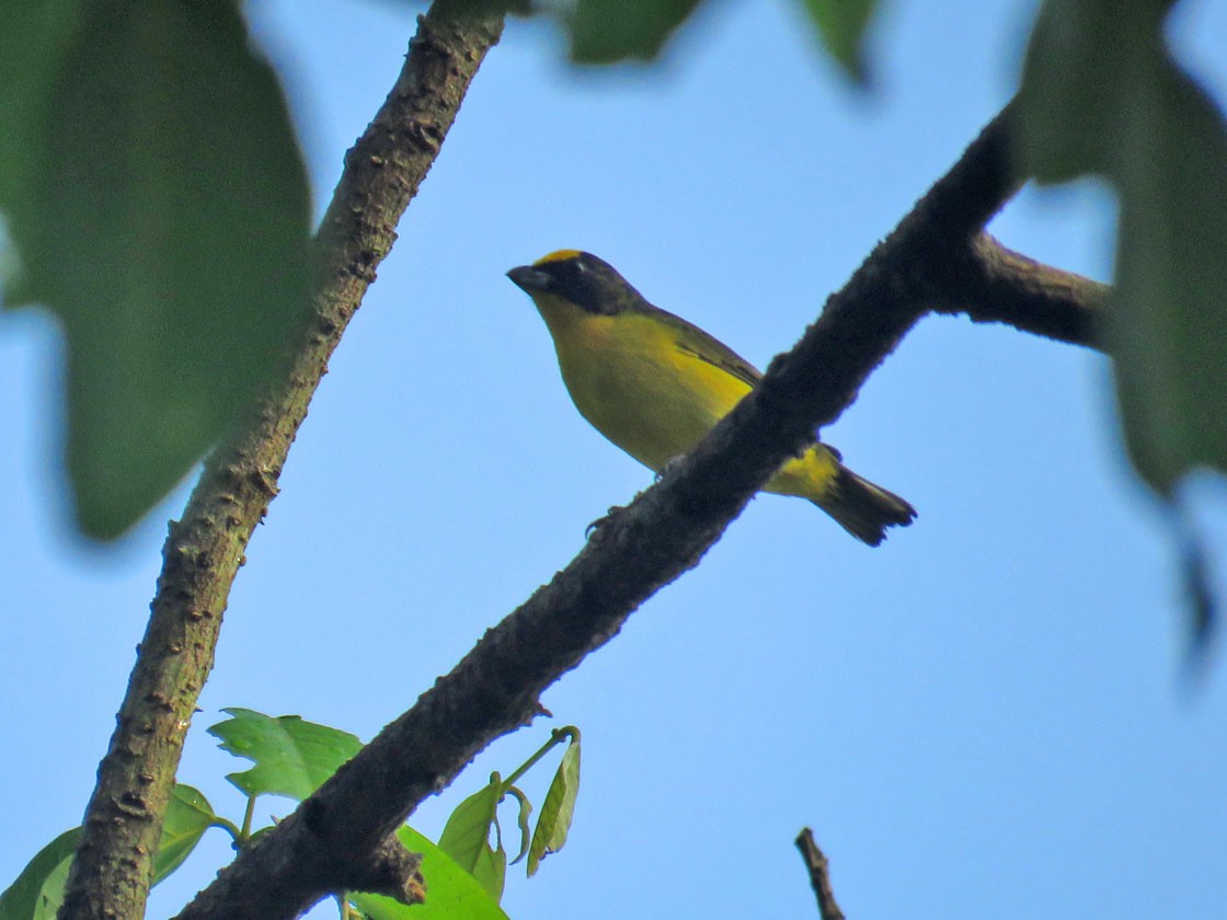 Thick-billed Euphonia - ML216486181