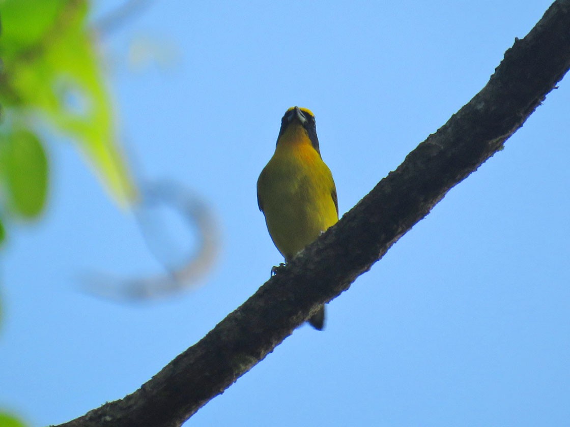 Thick-billed Euphonia - ML216486191