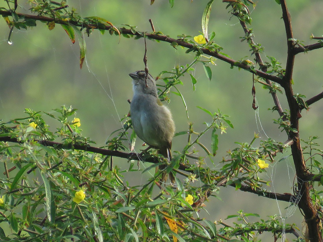 Black-striped Sparrow - ML216486751