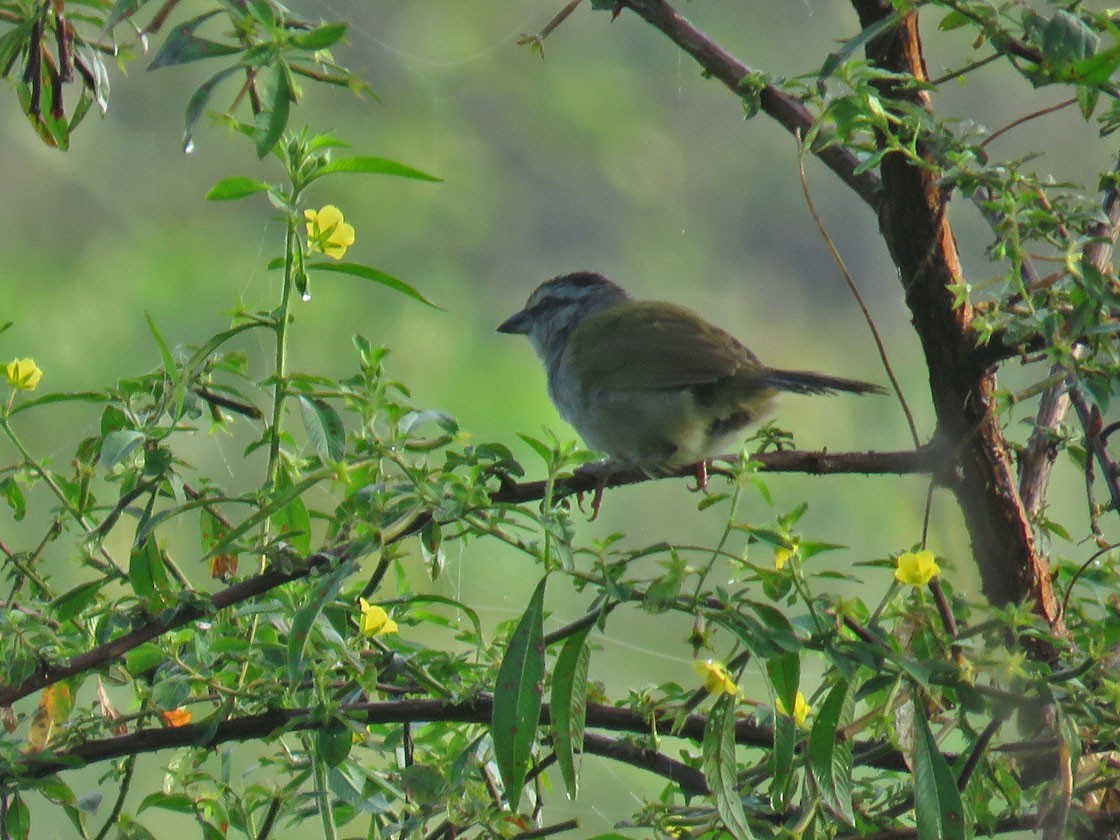 Black-striped Sparrow - ML216486761