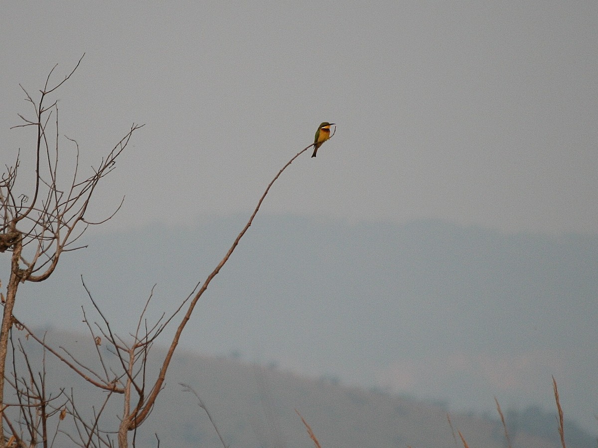 Blue-breasted Bee-eater - ML216487901