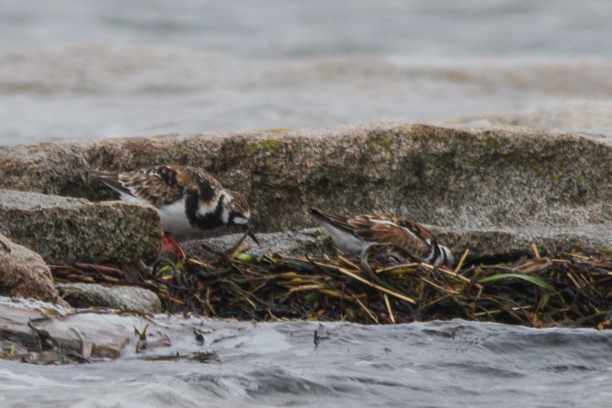 Ruddy Turnstone - Jeffery Sole