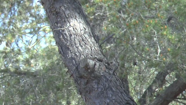 Short-toed Treecreeper - ML216487951