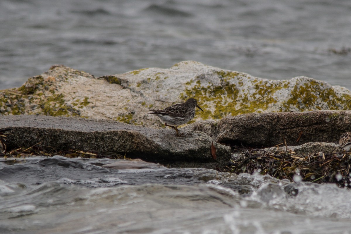 Purple Sandpiper - Jeffery Sole