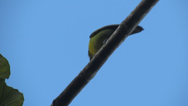 Slaty-capped Shrike-Vireo - ML216489041