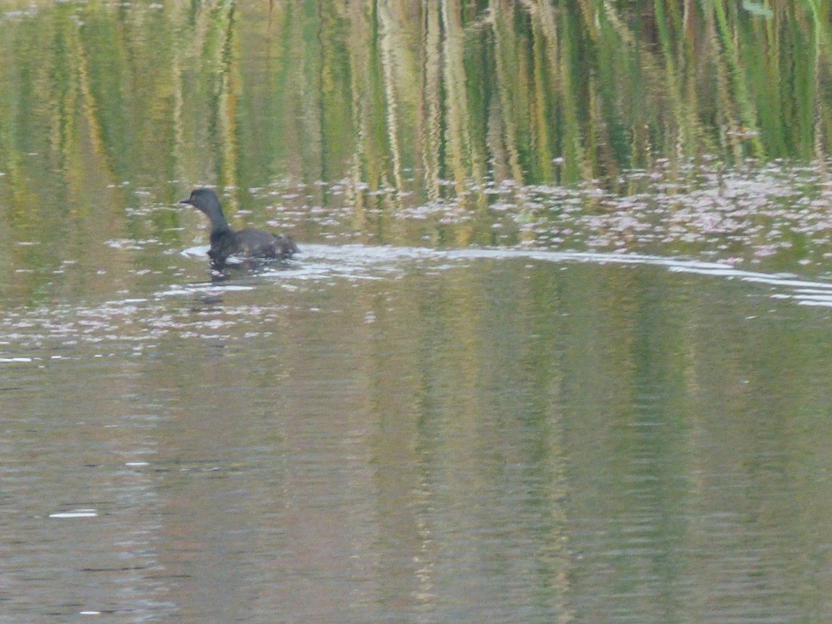 Least Grebe - ML216490621