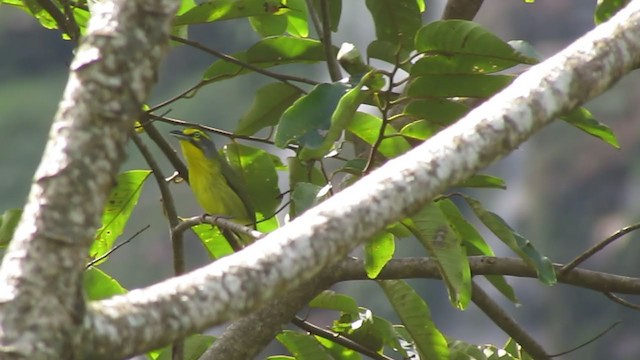 Slaty-capped Shrike-Vireo - ML216493581