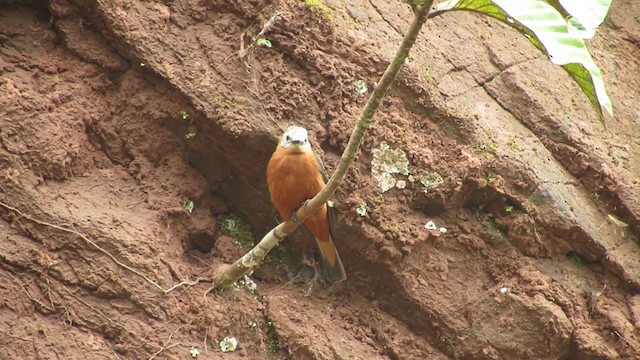 Cliff Flycatcher - ML216494071