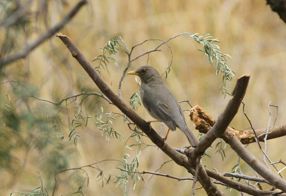 Chiguanco Thrush - ML216495771