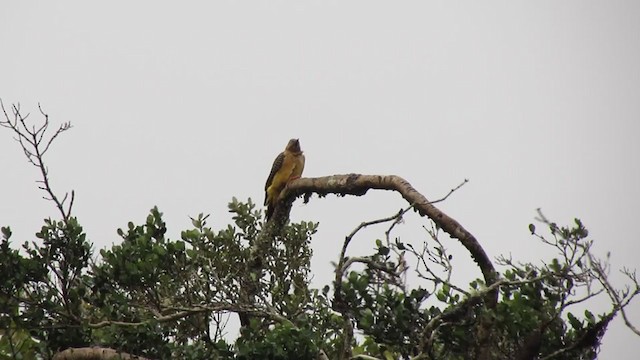 Andean Flicker - ML216496471