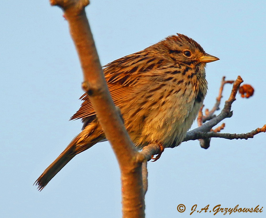 Lincoln's Sparrow - Joe Grzybowski