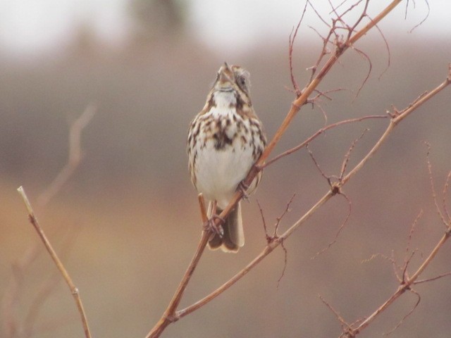 Song Sparrow - Gary Poole