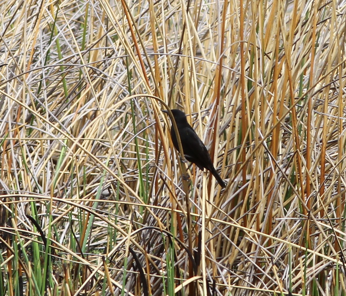 Yellow-winged Blackbird - Sayam U. Chowdhury