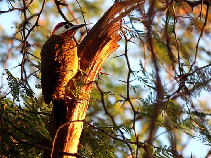 Spot-breasted Woodpecker - Fran Vasquez